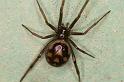 Steatoda_grossa_D5670_Z_84_Badhoevedorp_Nederland