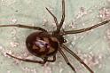 Steatoda_grossa_D5671_Z_84_Badhoevedorp_Nederland