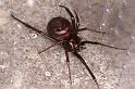 Steatoda_grossa_D5862_Z_89_Badhoevedorp_Nederland