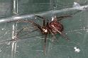 Steatoda_grossa_D5865_Z_89_Badhoevedorp_Nederland