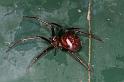 Steatoda_grossa_D5866_Z_89_Badhoevedorp_Nederland