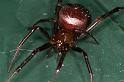 Steatoda_grossa_D5867_Z_89_Badhoevedorp_Nederland