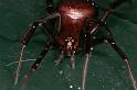 Steatoda_grossa_D5868_Z_88_Badhoevedorp_Nederland