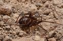 Steatoda_grossa_D5918_Z_87_Tenerife_Spanje