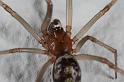 Steatoda_grossa_D7024_Z_88_Badhoevedorp_Nederland