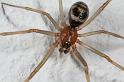 Steatoda_grossa_D7026_Z_89_Badhoevedorp_Nederland