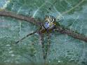 Theridion_ZZ494_D6461_Z_90_Brisbane_Australie