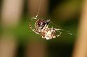 Theridion_ZZ604_D7650_Z_88_Oeverlanden_Nederland