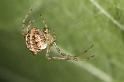 Theridion_ZZ604_D7664_Z_88_Oeverlanden_Nederland