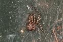 Theridion_melanurum_D5696_Z_88_Ooij_Nederland