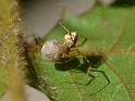 Theridion_pyramidale_D6274_Z_88_Brisbane_Australie