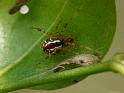 Theridion_pyramidale_D6284_Z_86_Brisbane_Australie