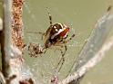 Theridion_pyramidale_D6371_Z_88_Brisbane_Australie