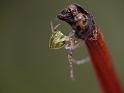 Theridion_pyramidale_D6584_O_82_Brisbane_Australie