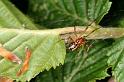 Theridion_sisyphium_D4808_Z_90_-_Frankrijk