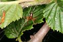 Theridion_sisyphium_D4809_Z_89_-_Frankrijk