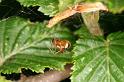 Theridion_sisyphium_D4810_Z_82_-_Frankrijk