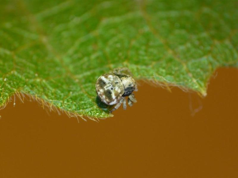 Bomis_larvata_D6931_Z_88_Brisbane_Australie.jpg