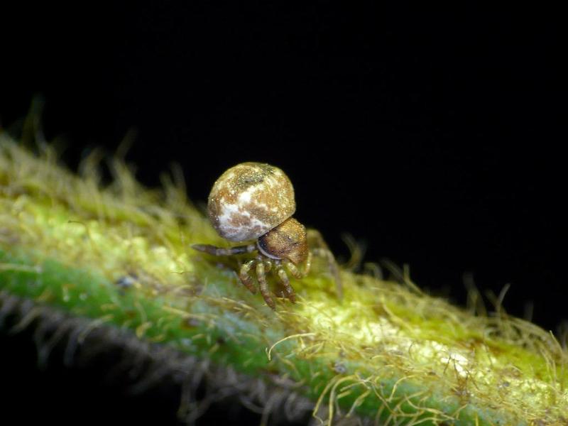 Bomis_larvata_D6960_Z_89_Brisbane_Australie.jpg