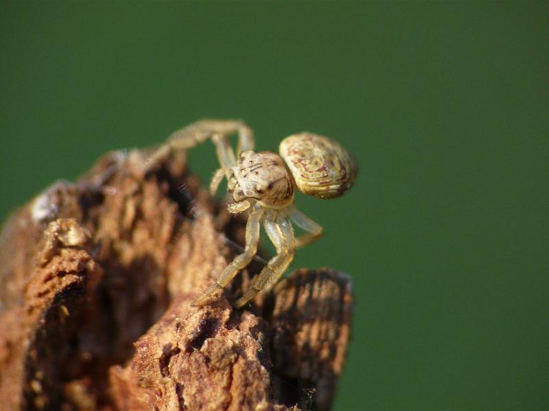 Cymbacha_ocellata_D6734_Z_84_Brisbane_Australie.jpg