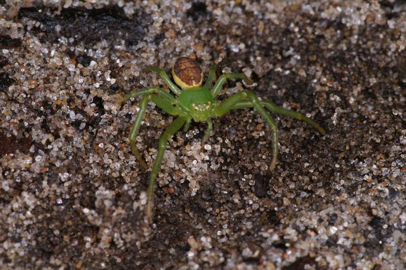 Diaea_dorsata_D4030_Z_89_Waterleidingduinen_Nederland.jpg