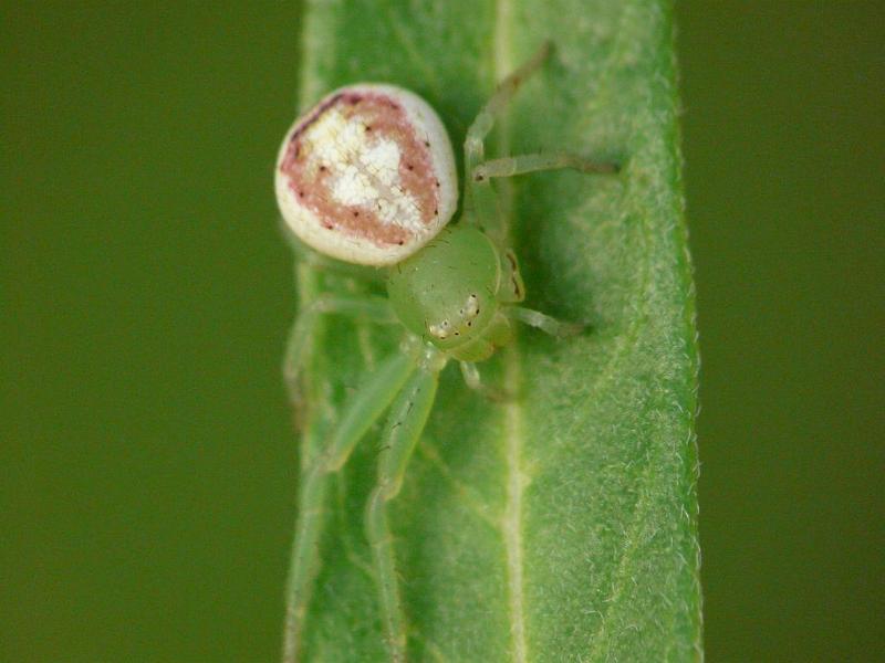 Diaea_evanida_D6455_Z_87_Brisbane_Australie.jpg