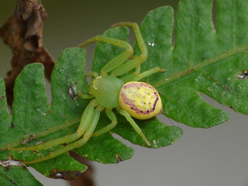 Diaea_evanida_D6590_Z_90_Brisbane_Australie.jpg