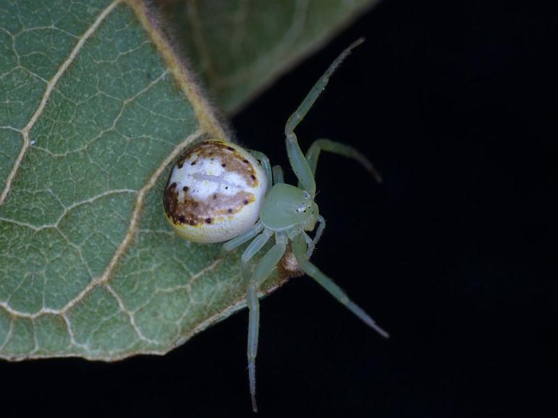 Diaea_prasina_D6471_Z_89_Brisbane_Australie.jpg