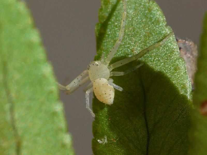 Diaea_punctata_D6702_Z_89_Brisbane_Australie.jpg