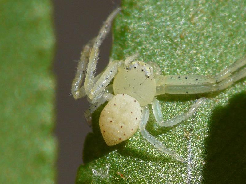 Diaea_punctata_D6703_Z_89_Brisbane_Australie.jpg