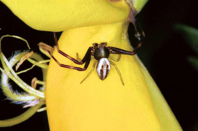 Misumena_vatia_F1107_Z_78_Vernet-les-Bains_Frankrijk.jpg