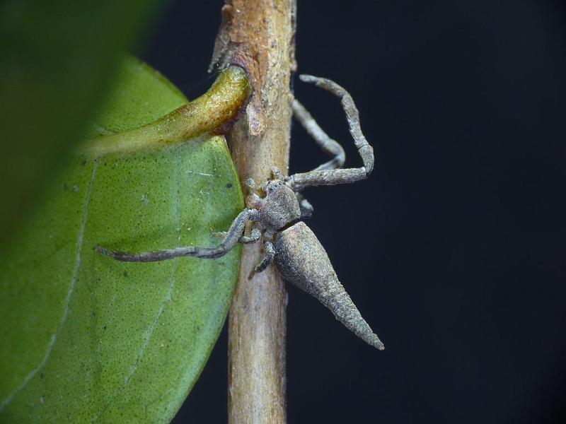 Sidymella_ZZ477_D6378_Z_90_Brisbane_Australie.jpg