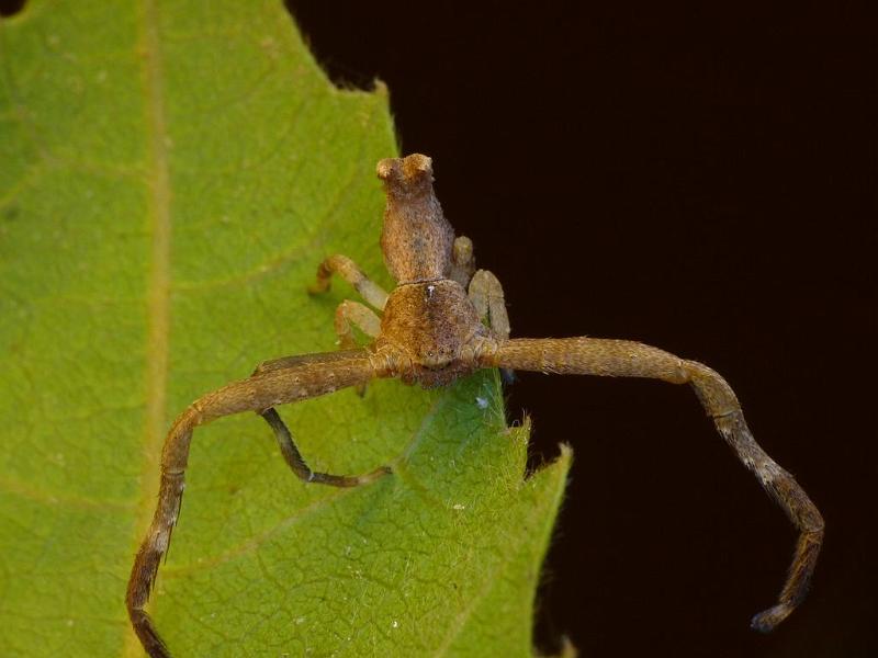 Sidymella_ZZ496_D6486_Z_88_Brisbane_Australie.jpg