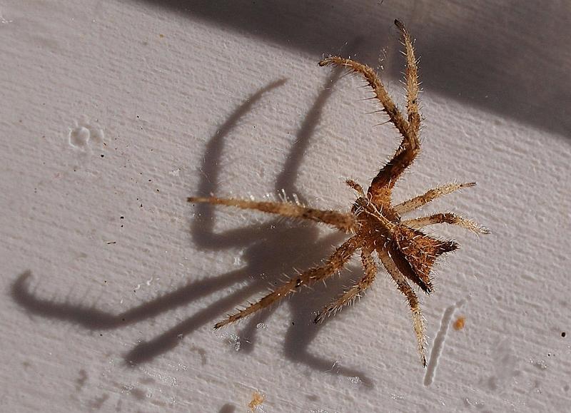 Sidymella_hirsuta_D7556_Z_85_-_Australie.jpg