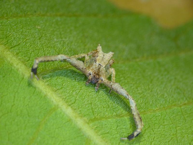 Sidymella_lobata_D6265_Z_87_Brisbane_Australie.jpg