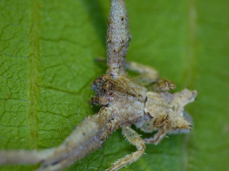 Sidymella_lobata_D6266_Z_87_Brisbane_Australie.jpg