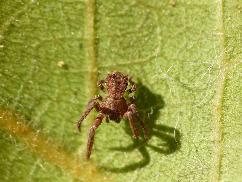 Sidymella_lobata_D6789_D_85_Brisbane_Australie.jpg