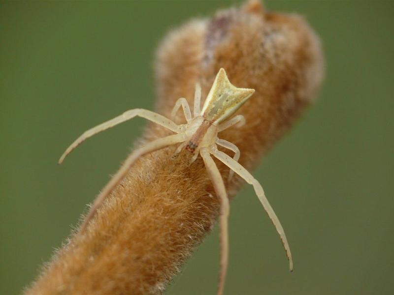 Sidymella_trapezia_D6520_Z_89_Brisbane_Australie.jpg