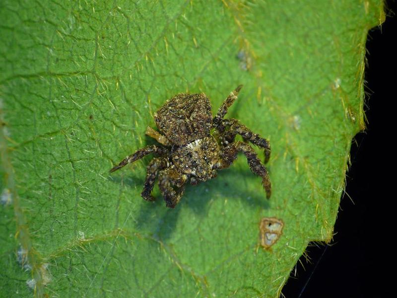 Stephanopis_corticalis_D6958_Z_90_Brisbane_Australie.jpg