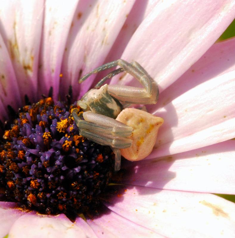 Thomisus_onustus_D8167_Z_89_-_Portugal.jpg