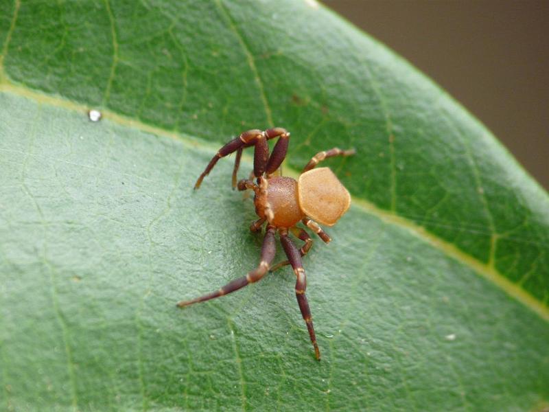 Thomisus_spectabilis_D6521_Z_88_Brisbane_Australie.jpg