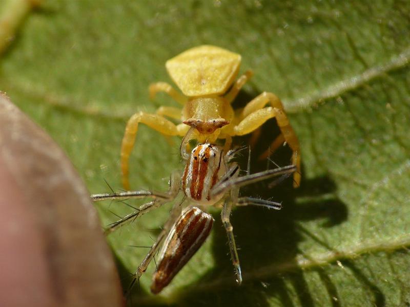 Thomisus_spectabilis_D6792_Z_87_Brisbane_Australie.jpg