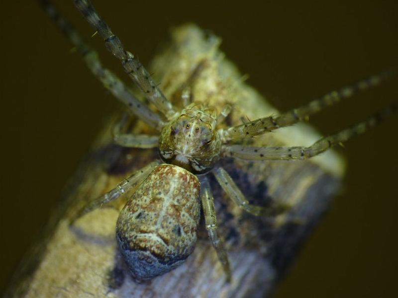 Tmarus_cinerascens_D6226_Z_85_Brisbane_Australie.jpg