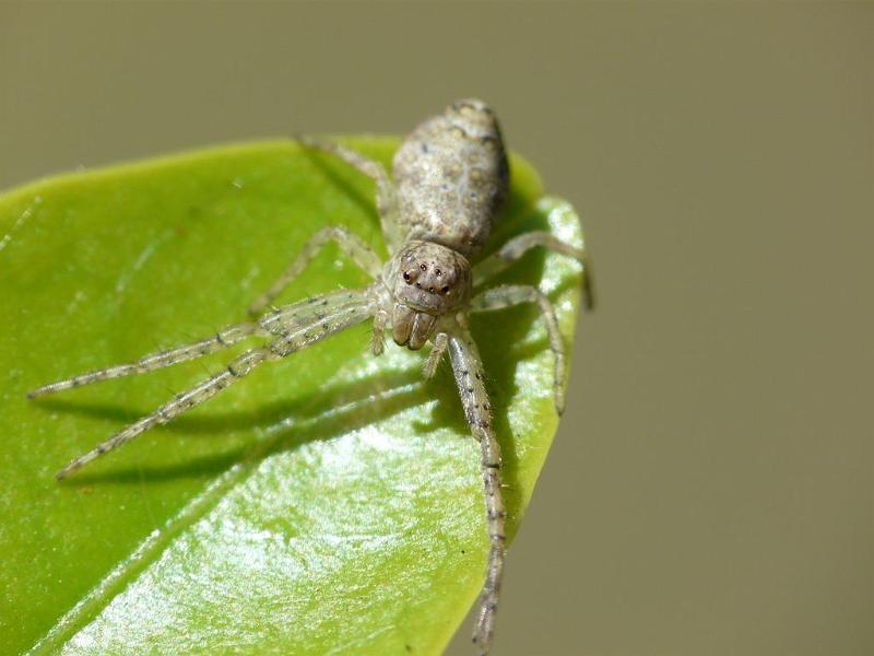 Tmarus_cinerascens_D6388_O_88_Brisbane_Australie.jpg