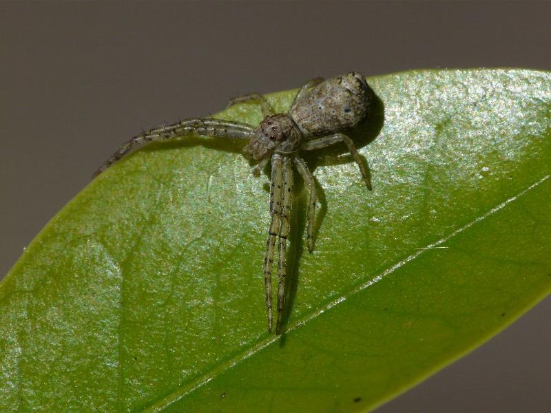 Tmarus_cinerascens_D6389_O_88_Brisbane_Australie.jpg