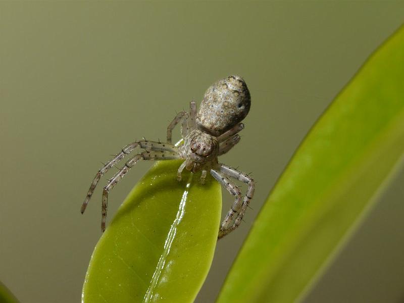 Tmarus_cinerascens_D6390_O_89_Brisbane_Australie.jpg