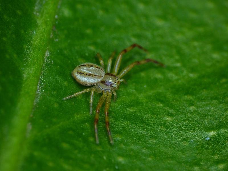 Xysticus_bilimbatus_D6324_Z_88_Brisbane_Australie.jpg