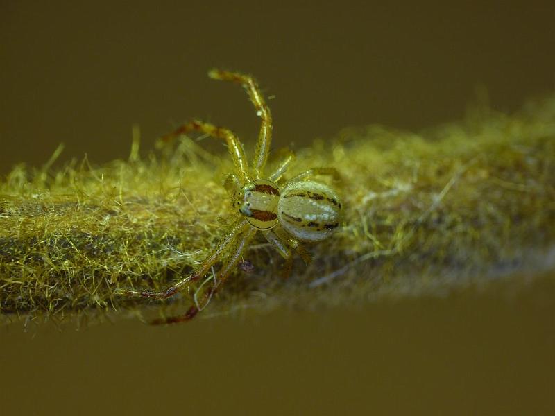 Xysticus_bilimbatus_D6325_Z_88_Brisbane_Australie.jpg