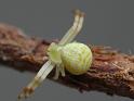 Diaea_dimidiata_D6626_O_88_Brisbane_Australie