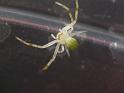 Diaea_dimidiata_D6790_D_86_Brisbane_Australie